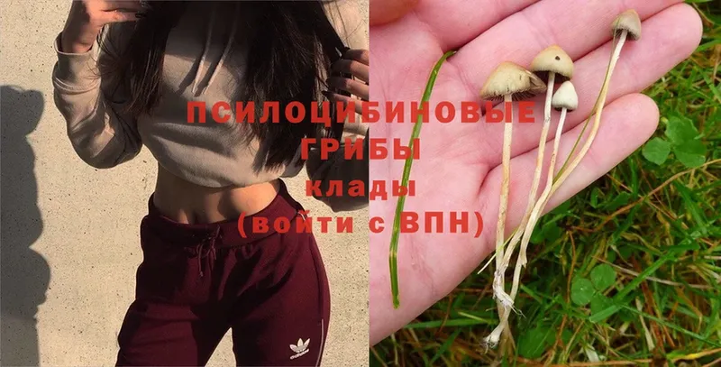 Псилоцибиновые грибы Psilocybe  OMG вход  shop официальный сайт  Искитим 